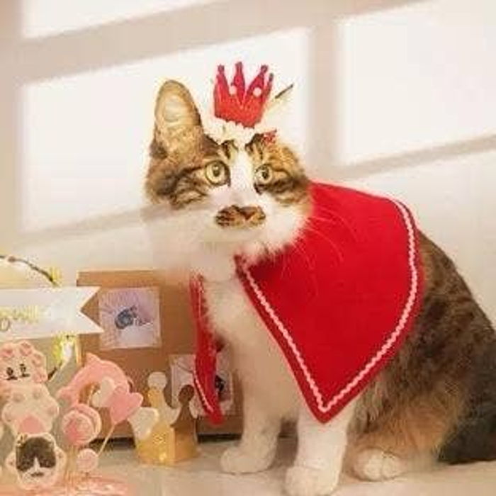 Merry Christmas Crown for pets